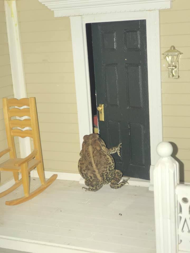 Toby the lucky toad at his door