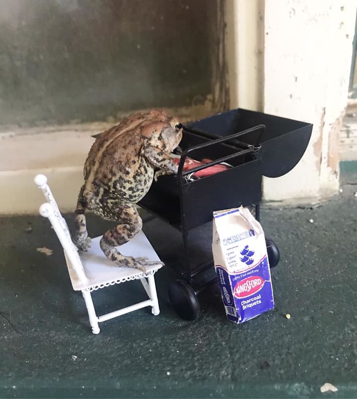 viral toad making himself some fries