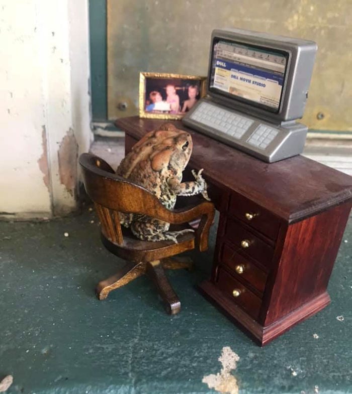 Viral toad working on computer