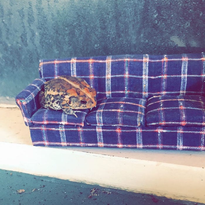 Toby the toad thinking about his future