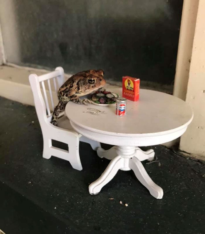 incredible toad of a girl eating his dinner