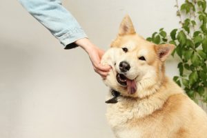 The Most Friendly Dogs You Can Adopt