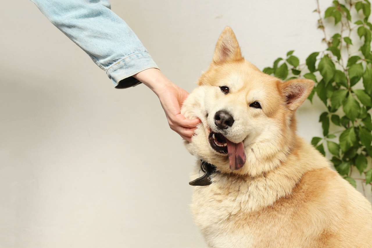 The Most Friendly Dogs You Can Adopt