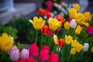 10 Best Spring Flowers For The Indian Climate